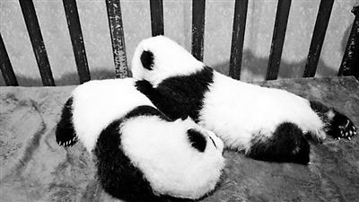 花100万能给熊猫宝宝终身冠名 还享有对其的探视权