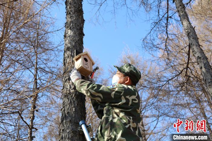 内蒙古大兴安岭的“森林医生”兼职的小鸟保育员
